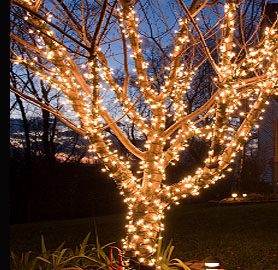 A tree illuminated with minature LED light strings